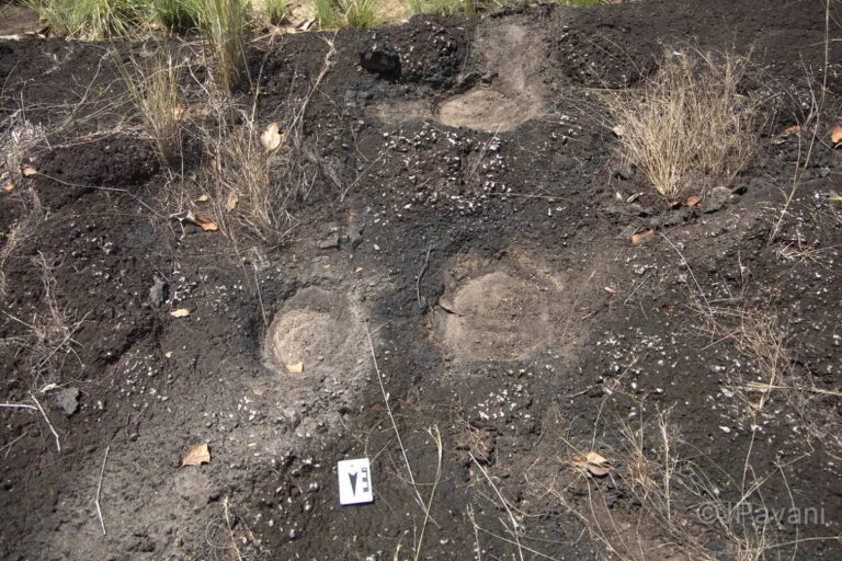 Marcas de dinossauros são identificadas em Roraima por pesquisadores
