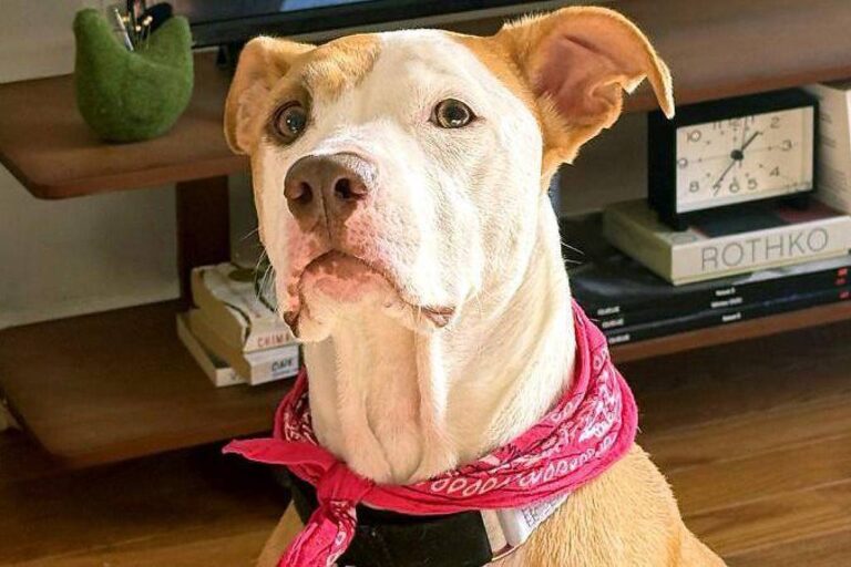 A música pode acalmar os animais?