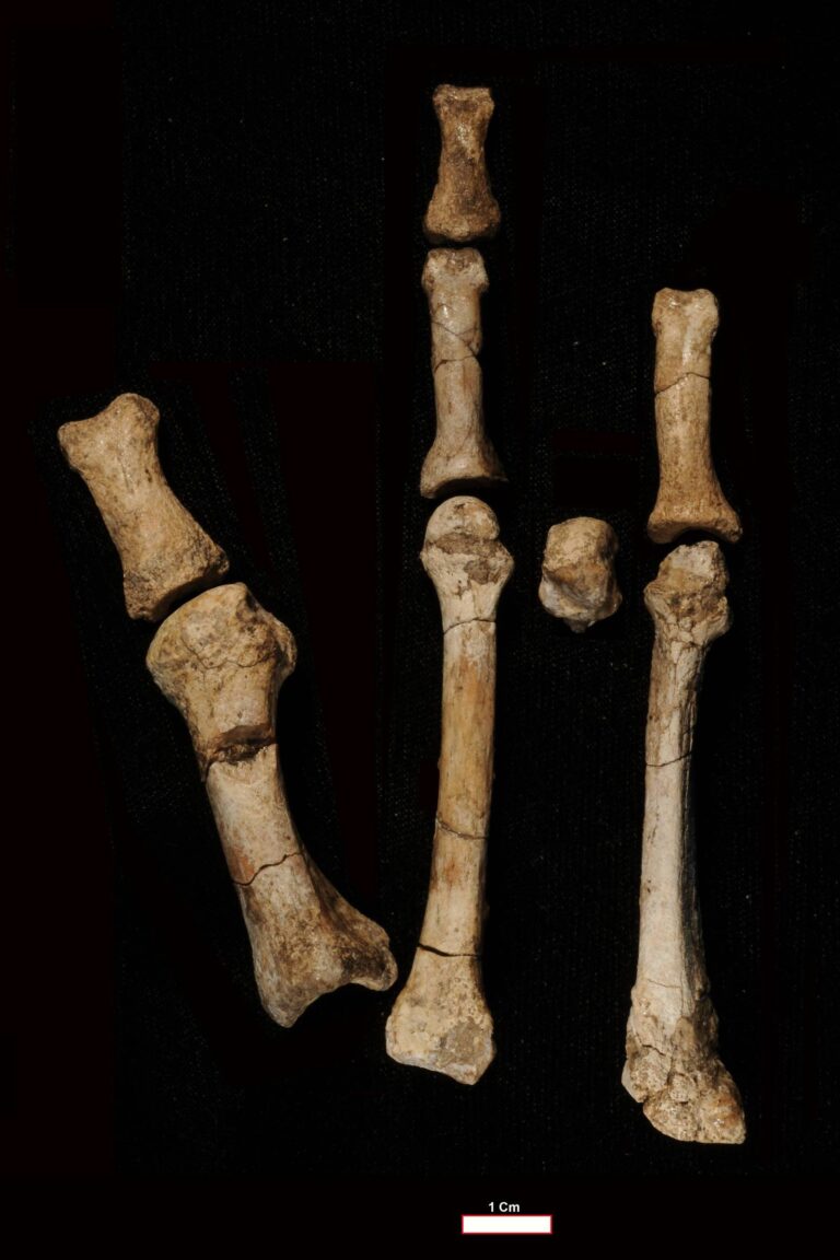 Fósseis de 3,4 milhões de anos revelam hominínios coexistentes com Lucy