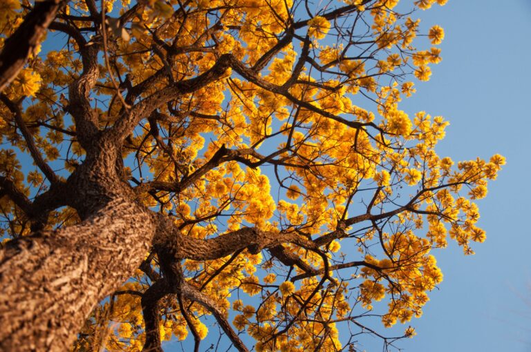 Atlas botânico interativo explora a flora do planeta