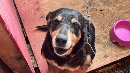 Ex-secretária teria usado cargo para matar cães resgatados em Canoas