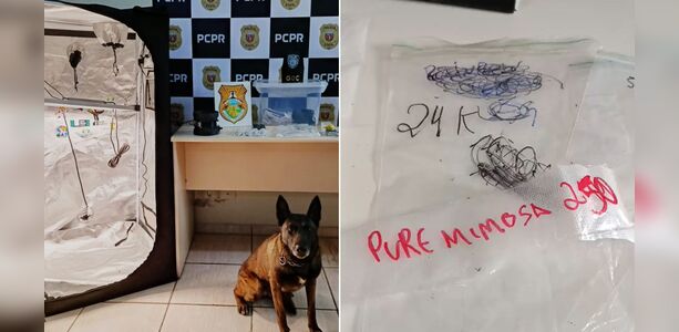 Jovem é preso em Ponta Grossa suspeito de enviar drogas pelos Correios