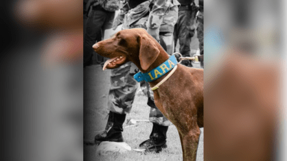 Cadela Iara morre durante buscas por crianças desaparecidas no Maranhão