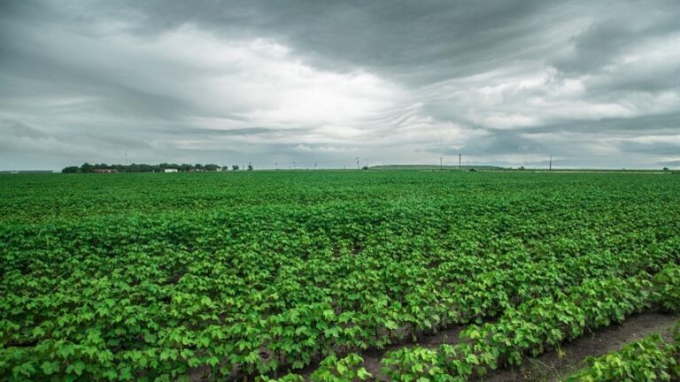 Azevém reforça controle sustentável de plantas daninhas na soja