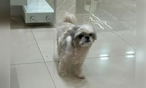 Família busca cachorra Laila desaparecida no Casarin em Apucarana