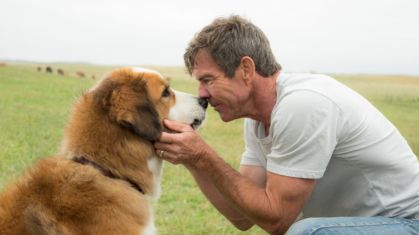 Continuação do filme quatro vidas de um cachorro amplia missão do cão Bailey