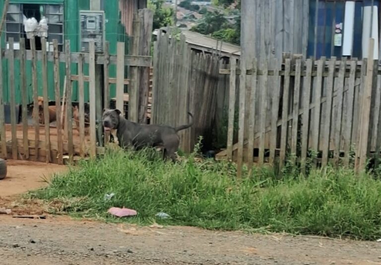 pitbull solto em ponta grossa gera preocupação e orientações para denúncia