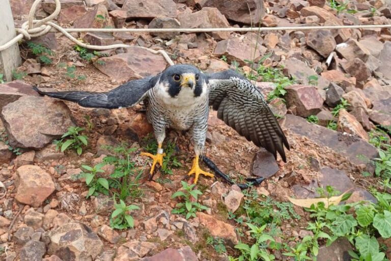 Falcão peregrino viaja dos EUA ao Paraná e é resgatado com asa quebrada