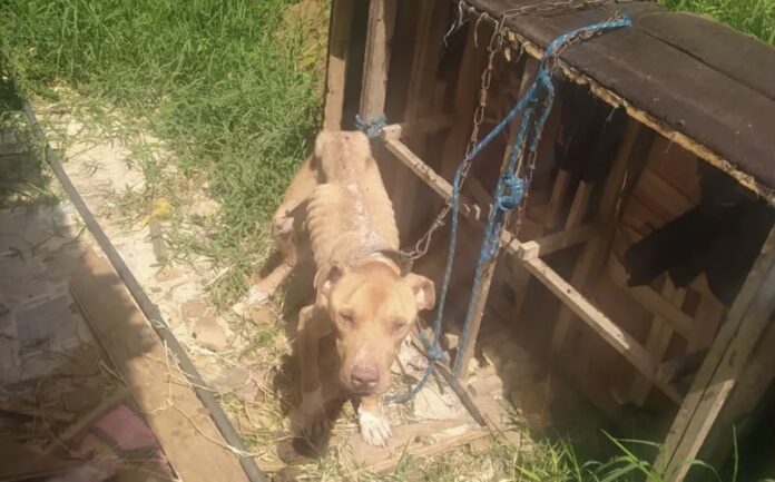 Pitbull em situação de maus-tratos é resgatado em Ponta Grossa