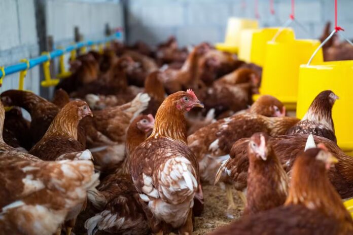 Paraná lidera produção de frango no Brasil em 2024