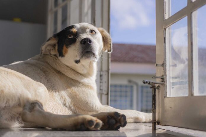 Projeto Cão Comunitário promove bazar solidário na UEPG