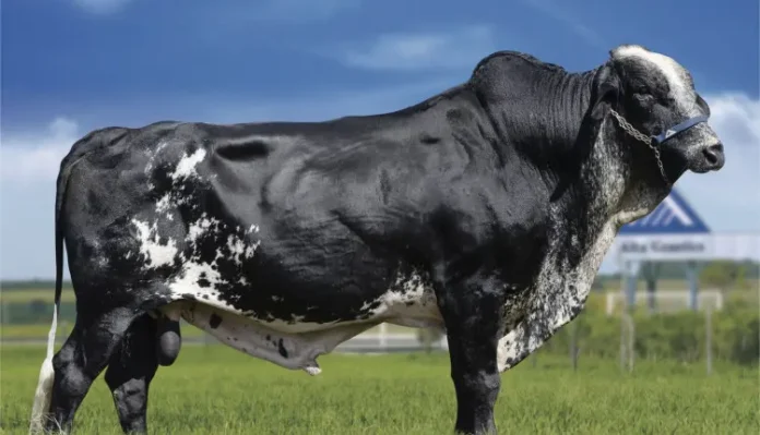Genética bovina brasileira ganha força e exportação para a Índia dispara