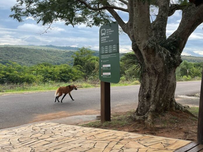 Lobo-guará é flagrado caminhando no Parque Vila Velha. Espécie ameaçada de extinção encontra refúgio na área de preservação.
