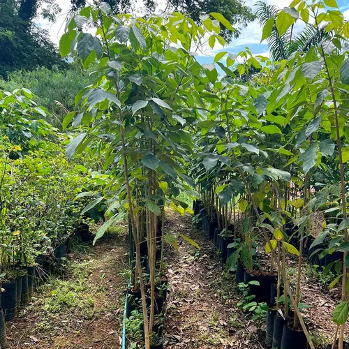 A Prefeitura de Ponta Grossa realizou ações pelo Dia das Florestas, com plantio de árvores, mutirão de limpeza e educação ambiental.
