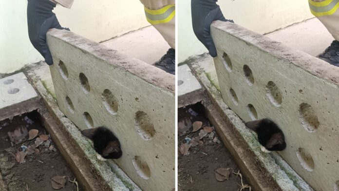 Gato com a cabeça presa em bloco de concreto é resgatado com vida pelo Corpo de Bombeiros em Ponta Grossa. Animal foi doado após o salvamento.