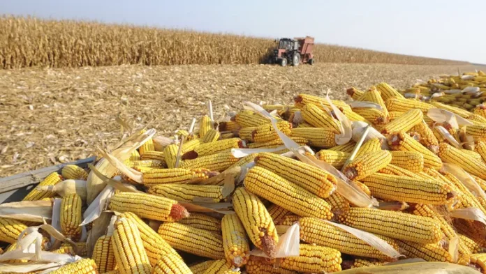 Milho da 2ª safra está todo plantado no Paraná, com previsão de 15,9 milhões de toneladas, mas clima irregular preocupa produtores. Soja e milho da 1ª safra estão quase todos colhidos.