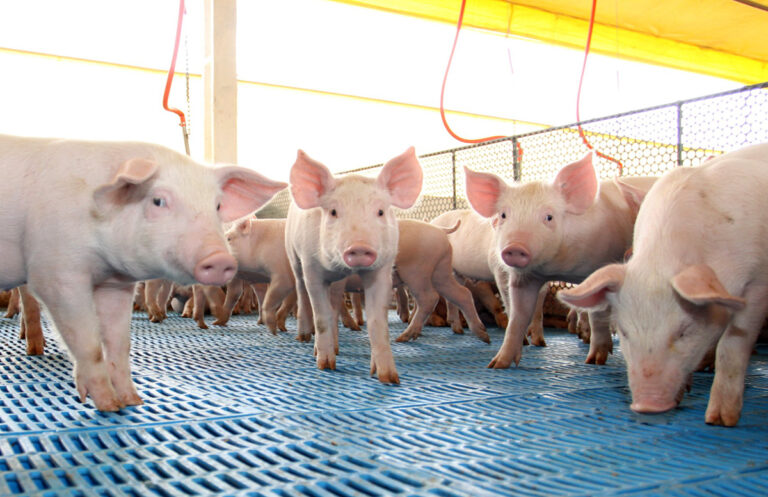 Carne suína do Paraná será exportada ao Chile graças ao reconhecimento do Estado como zona livre de febre aftosa sem vacinação, reforçando a liderança nacional e os resultados das políticas públicas.