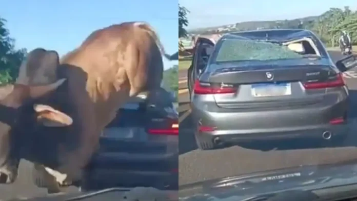 Touro pula por cima de carro em Ribeirão Preto e quase acerta um homem; cena foi registrada por motorista e repercutiu nas redes sociais.