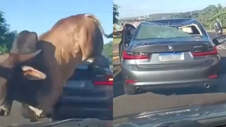 Touro pula por cima de carro em Ribeirão Preto e quase acerta um homem; cena foi registrada por motorista e repercutiu nas redes sociais.
