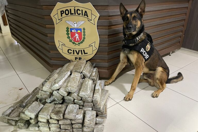 PCPR abre inscrições para curso de operações com cães; capacitação é voltada à detecção de ilícitos e tem apenas 20 vagas disponíveis.