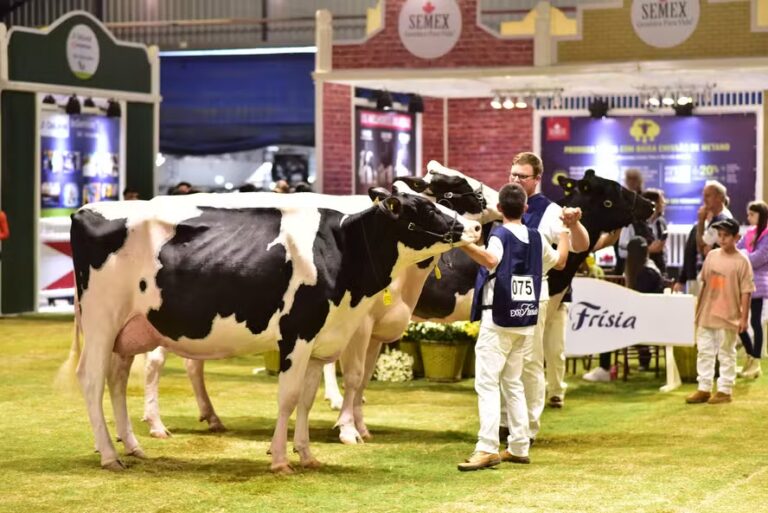 A ExpoFrísia 2024 acontece de 24 a 26 de abril, com entrada gratuita em Carambeí. Feira reúne tecnologia, genética e especialistas da pecuária leiteira.