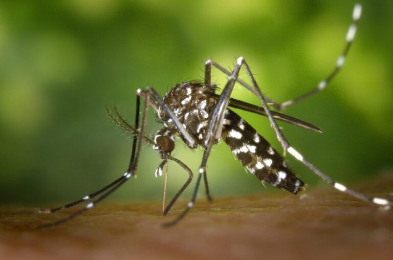 Brasil registra mais de 1 milhão de casos de dengue em 2025, com 668 mortes confirmadas. Incidência ainda é alta, mas menor que a da epidemia de 2024.
