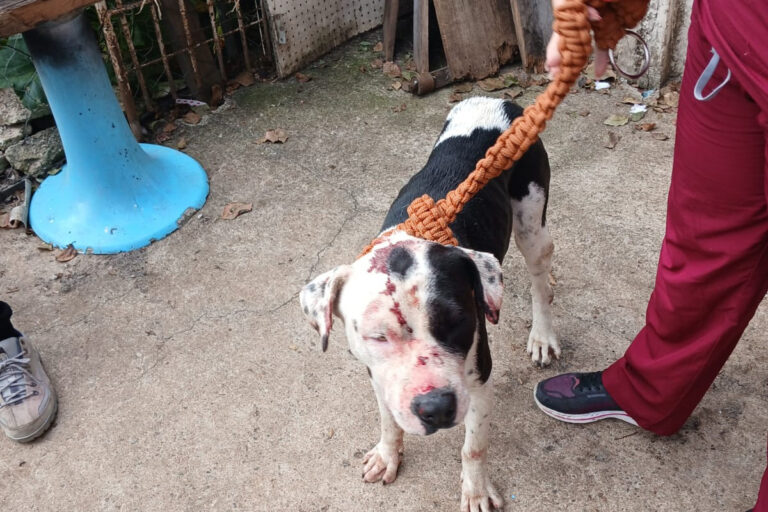 Durante o Abril Laranja, a Polícia Civil do Paraná (PCPR) alerta que maus-tratos contra os animais vão além da agressão física. Ações como abandono, fome e privação de abrigo também são crimes.