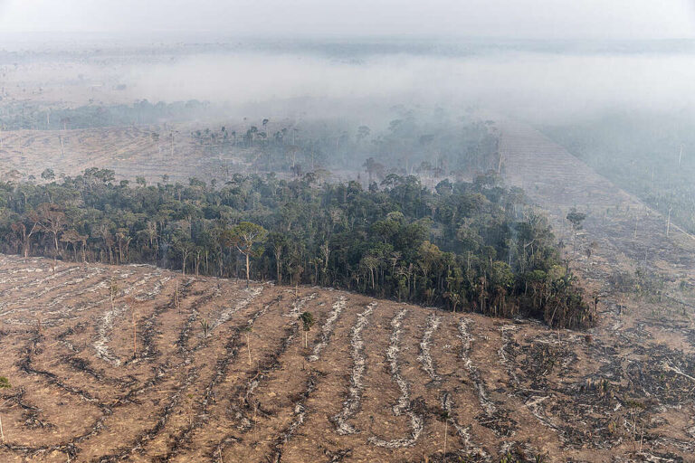 O desmatamento na Amazônia cresceu 18% em comparação ao mesmo período do ano anterior, totalizando 2.296 km², segundo o Imazon. Especialistas alertam para urgência na reversão do cenário.