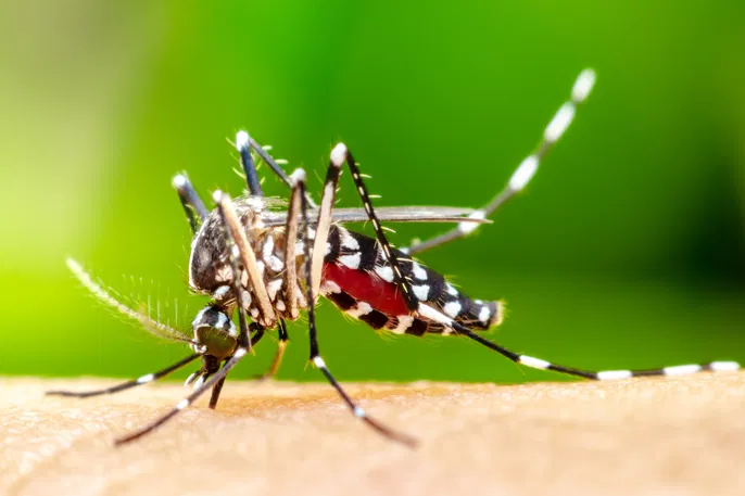 Dengue avança no Paraná: Estado já soma 48 mil casos confirmados e 40 mortes em 2025. Sete novos óbitos foram registrados e 353 municípios têm casos confirmados.
