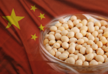 Brasil assume protagonismo no agro com queda dos EUA no mercado chinês, aproveitando tarifas impostas por Trump e ampliando exportações de soja e carne.