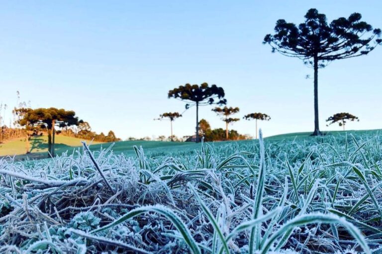 O Alerta Geada foi ativado para proteger cafezais e outras produções rurais no Paraná. A ação do IDR-Paraná e Simepar beneficia agricultores e setores como turismo e comércio, com avisos diários sobre o frio.