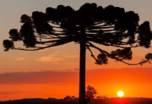 O pôr do sol alaranjado no outono e inverno é bonito, mas perigoso: fenômenos como a inversão térmica e o acúmulo de poluição aumentam os riscos para a saúde e favorecem incêndios florestais.