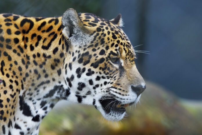 A rede de apoio à fauna silvestre do Paraná salvou 1.483 animais em apenas quatro meses de 2025. Megaoperação resgatou mais de 200 vítimas de tráfico e maus-tratos.