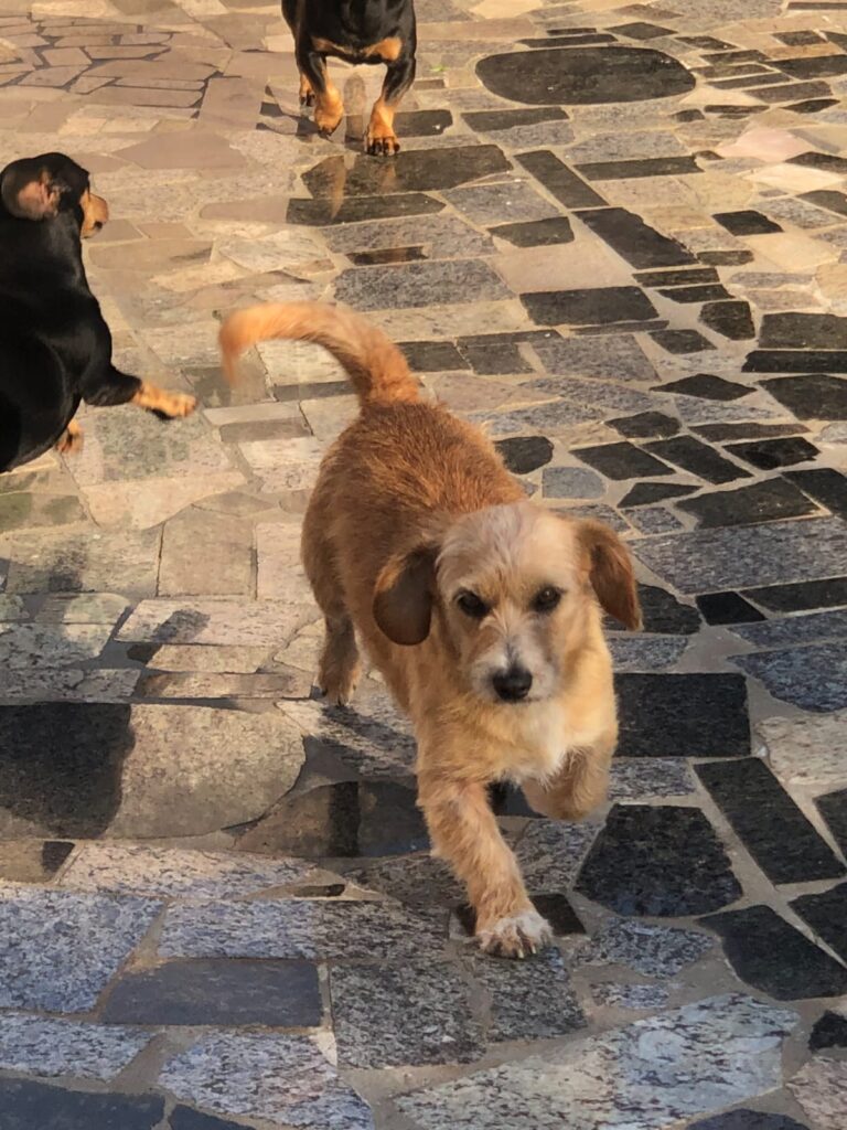 A Justiça decidiu arquivar a denúncia contra os coletores da PGA no caso da cadela Ágatha, atropelada e jogada no caminhão de lixo em Ponta Grossa. Família buscará indenização.