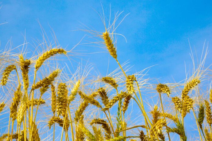 Lavoura de trigo. Tibagi, 12/09/2019 Foto:Jaelson Lucas / AEN Paraná libera R$ 3 milhões para culturas de inverno com subvenção de 20% no seguro rural. Iniciativa busca mitigar riscos e evitar o endividamento dos produtores.