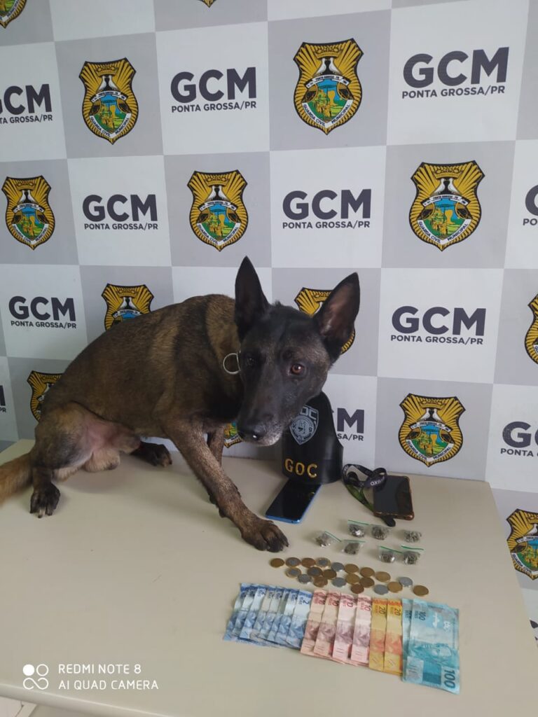 Cão Bolt da GCM fareja drogas escondidas nas partes íntimas e ajuda a prender dois homens por tráfico de drogas no Centro de Ponta Grossa, durante a Operação Centro Seguro.