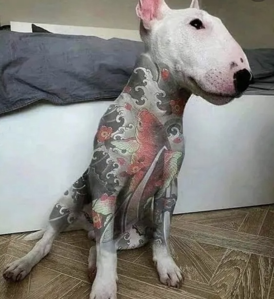 Senado aprova projeto que proíbe tatuagens e piercings em cães e gatos; prática agora será considerada crime ambiental com pena de até 5 anos de detenção.