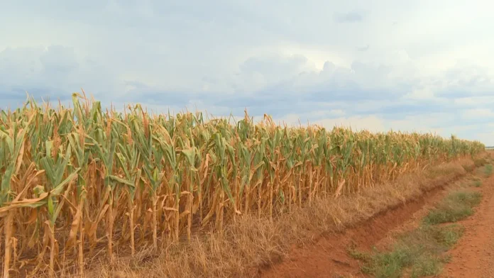 Governo decreta situação de emergência por causa da seca que atinge o Paraná desde dezembro. Medida visa agilizar ações para garantir abastecimento de água e socorrer o setor agrícola.