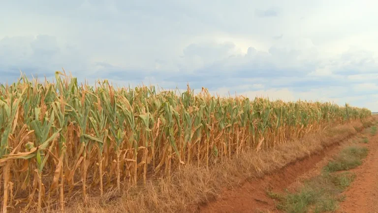 Governo decreta situação de emergência por causa da seca que atinge o Paraná desde dezembro. Medida visa agilizar ações para garantir abastecimento de água e socorrer o setor agrícola.