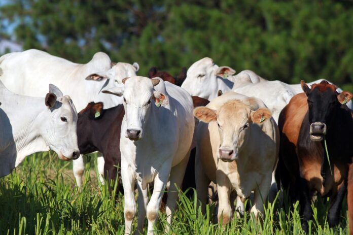 Brasil livre da febre aftosa sem vacinação é o novo status sanitário reconhecido pela OMSA. Conquista histórica para a pecuária nacional abre mercados e fortalece o agronegócio brasileiro.