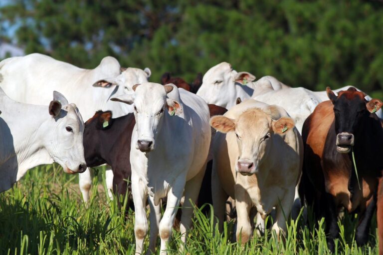 Brasil livre da febre aftosa sem vacinação é o novo status sanitário reconhecido pela OMSA. Conquista histórica para a pecuária nacional abre mercados e fortalece o agronegócio brasileiro.
