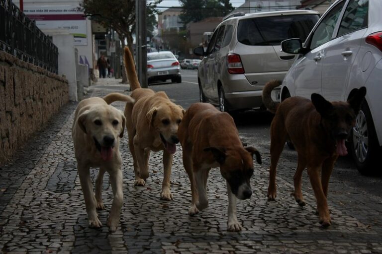 A nova Lei do Cio facilita a castração de cadelas e gatas no cio em Ponta Grossa. Medida visa controlar a população animal e reduzir abandonos.