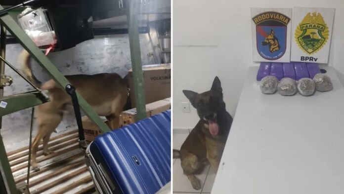 A Polícia Rodoviária Estadual apreendeu mais de 4 toneladas de maconha durante operação com cão farejador em Piraí do Sul. Um homem foi preso por tráfico de drogas.