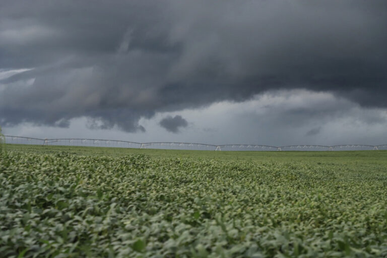 Chuvas beneficiam a produção agrícola no Paraná, favorecendo o trigo, a cevada e as pastagens, mas atrasam colheitas de café, feijão, milho e soja em várias regiões.