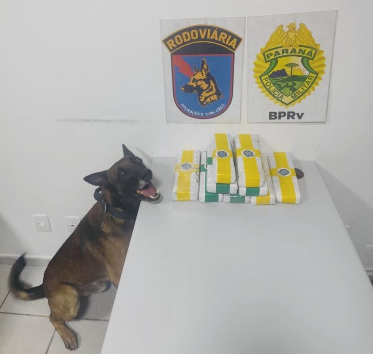 Homem é preso com quase 7 quilos de maconha na PR-151 em Piraí do Sul. Droga foi localizada por cão farejador da PRE em mochila de passageiro de ônibus com destino a Jaguariaíva.