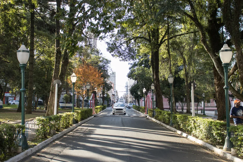 Ponta Grossa quer ouvir a população para melhorar a arborização da cidade