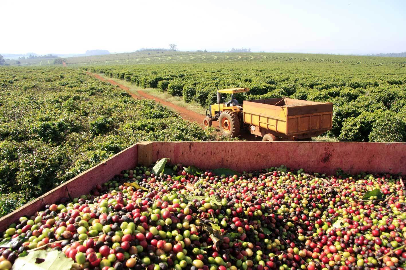 Café paranaense se valoriza e impulsiona agro: Carlópolis lidera salto de produção no Estado