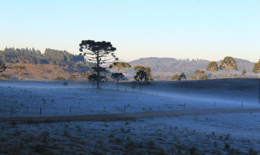 Geada e sensação térmica de -2 °C: Ponta Grossa registra manhã mais gelada do ano