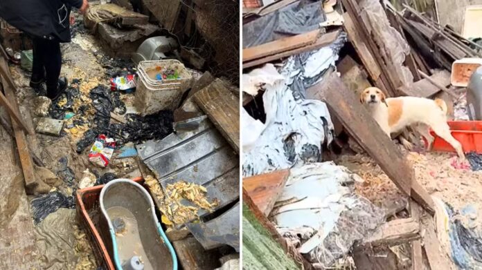 Homem é preso por maus-tratos a 37 cães em Castro; animais estavam trancados em caixotes, com feridas e sem água. Delegada destaca importância das denúncias.