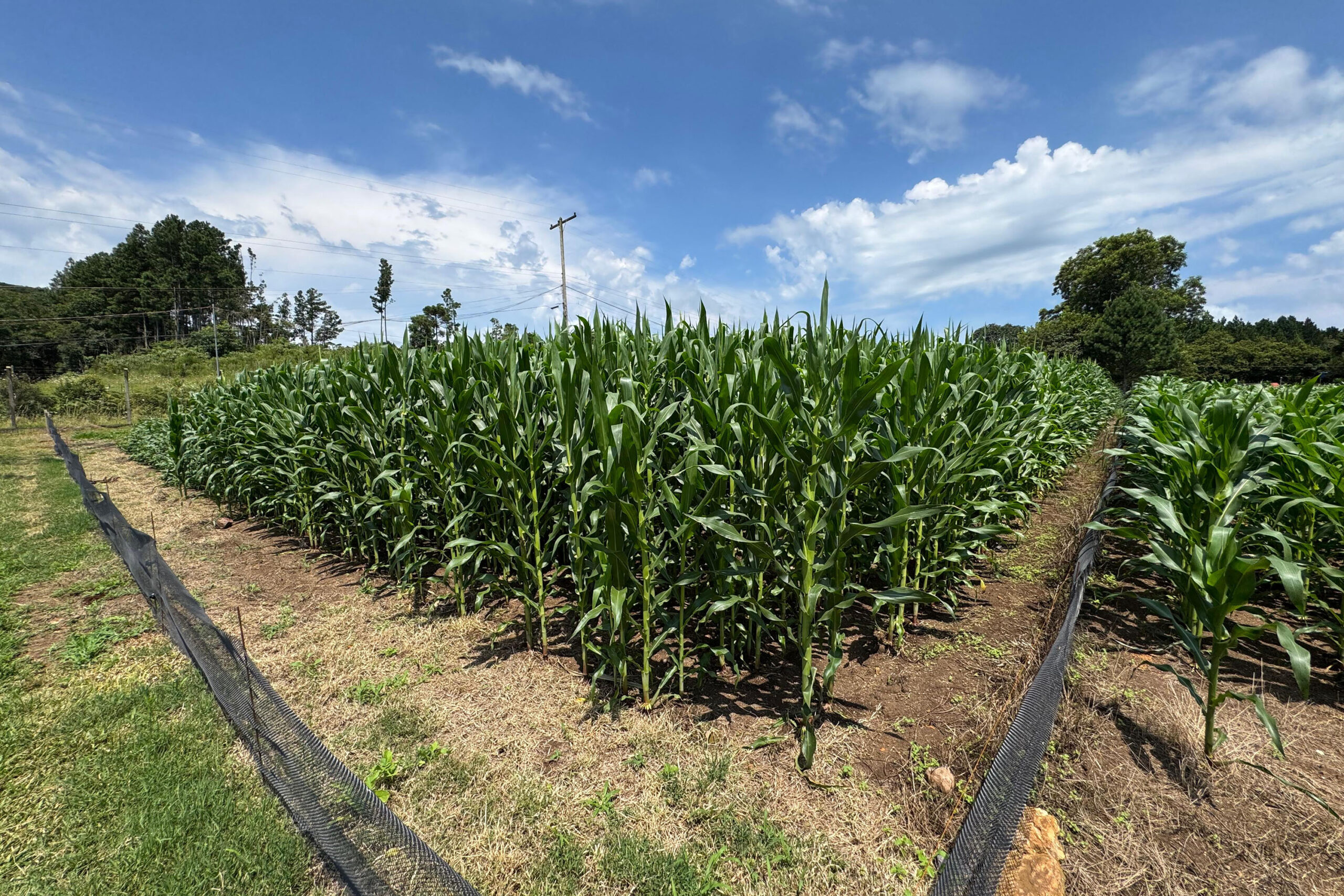 Paraná testa tecnologia inédita com água modificada para controle de pragas na agricultura